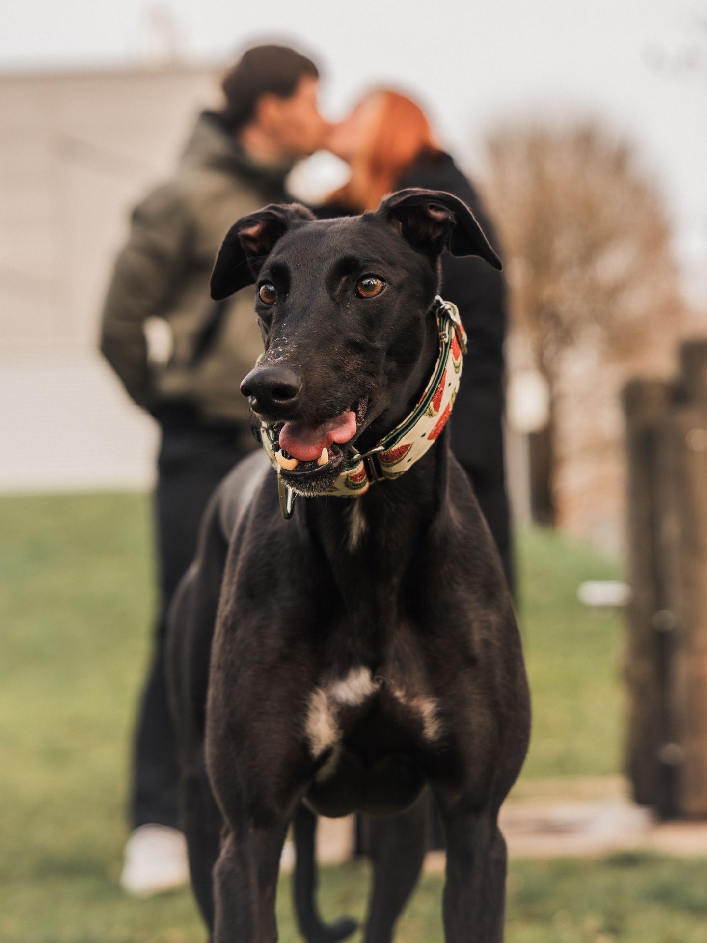 Ein schwarzer Hund steht im Vordergrund mit verschwommenen Personen im Hintergrund.